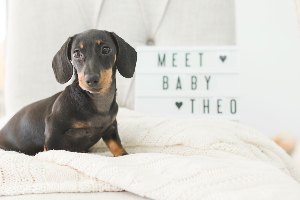 meet-baby-theodore-dunleavy-puppy-009