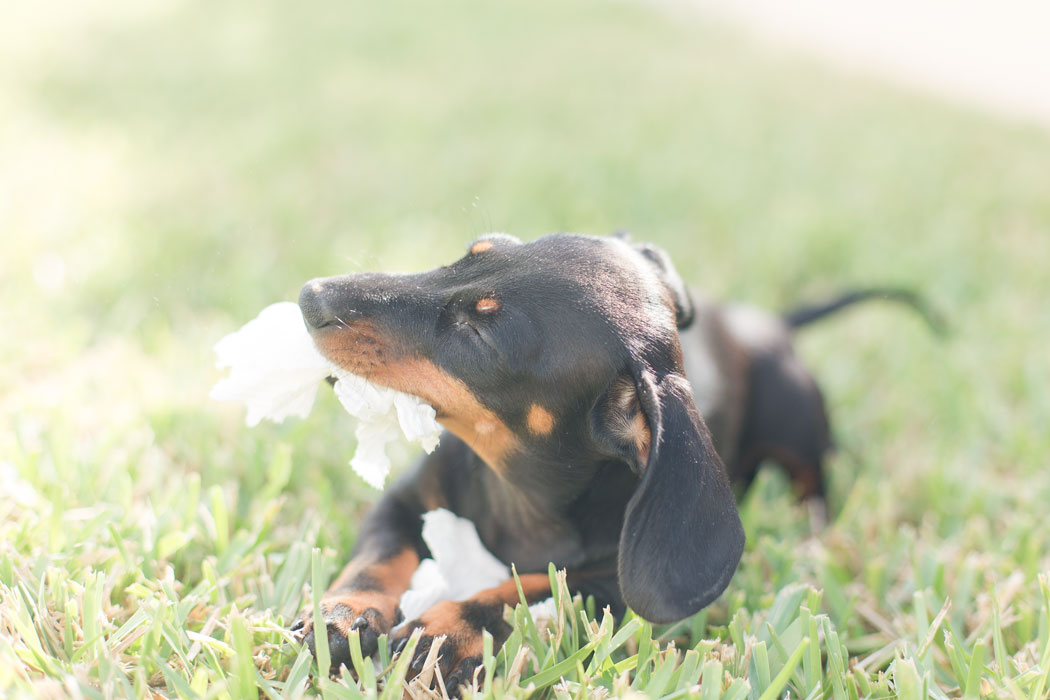 meet-baby-theodore-dunleavy-puppy-001